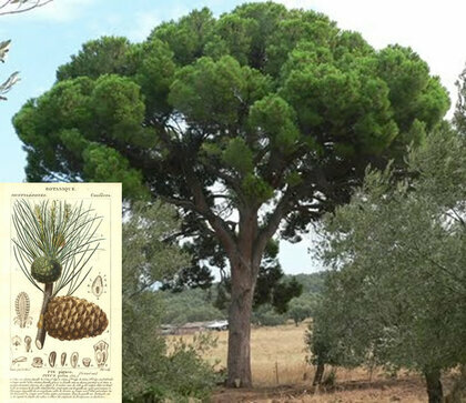 Borovice píniová na kmínku 180/200 cm, obvod kmínku 12/14 cm v květináči Pinus pinea